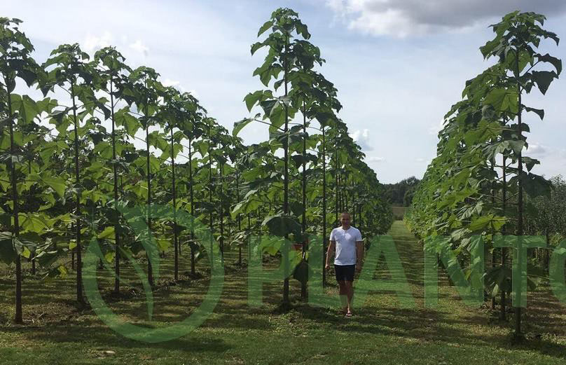 Elemir-sadnja05-2015