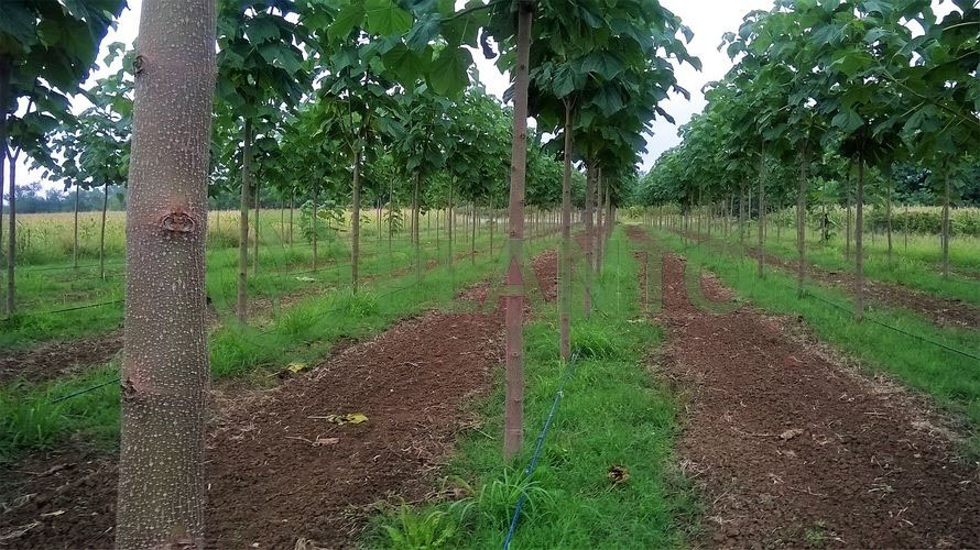 Palanka 2. godina rasta