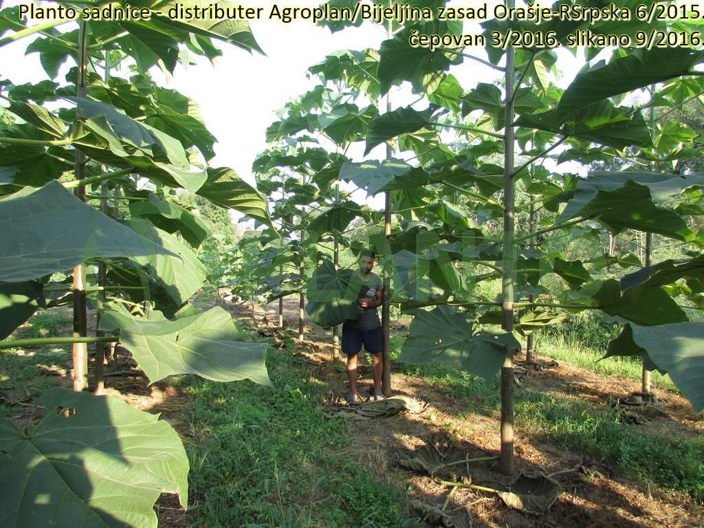 Zasad-Orašje, RS, juni 2015. godine