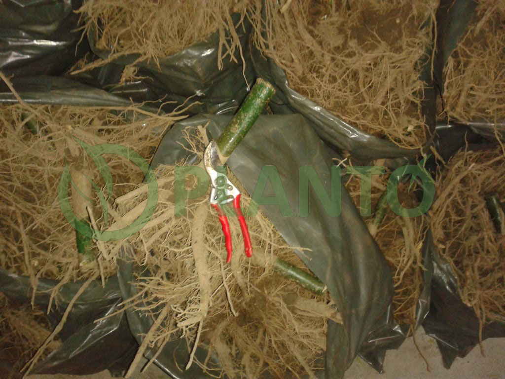 Jesenja distribucija