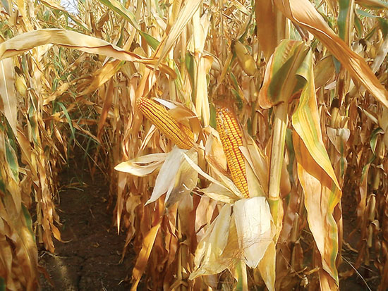 klasifikacija biomase