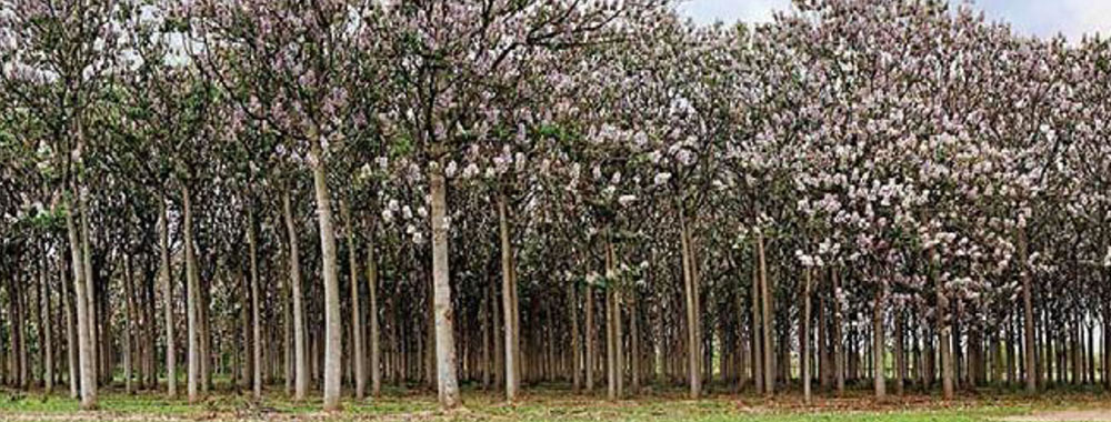 Prepoznaje se po velikom lišću i pravom stablu