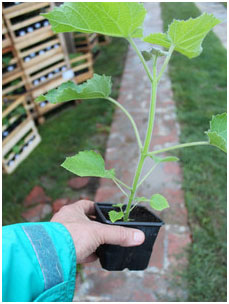 Široka primena, foto: Planto 2016.