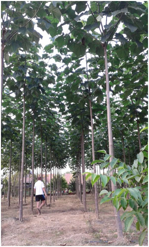 Zasad paulovnijeAda/Banatu drugoj godini, foto: Planto 2016.