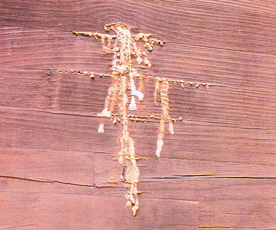 Smola koja je iscurela iz smolne vrećice na građi tretiranoj polutransparentnom lazurom