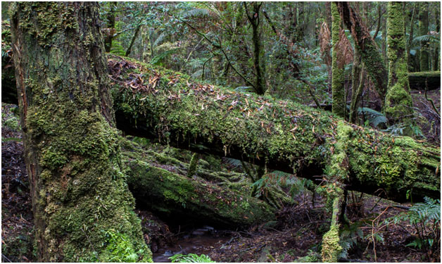 Tasmanijsko crno drvo (Acacia melanoxylon)